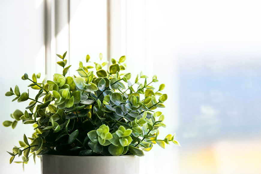 4 Reasons to Keep Houseplants in Your Condo - LJM Tower